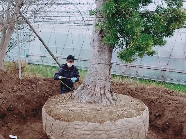 庭木の移植　植栽　そのほかお庭の困りごと何でも解決します。業歴２５年以上。サービスの画像