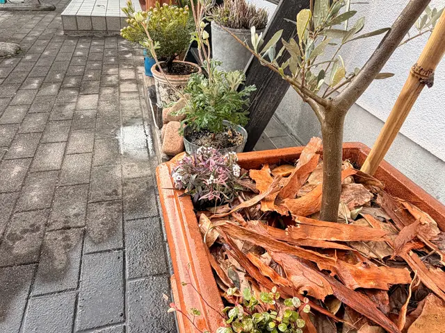 鉢植えも空気が入るような仕方でします。植物が益々元気になりますよ！サービスの画像