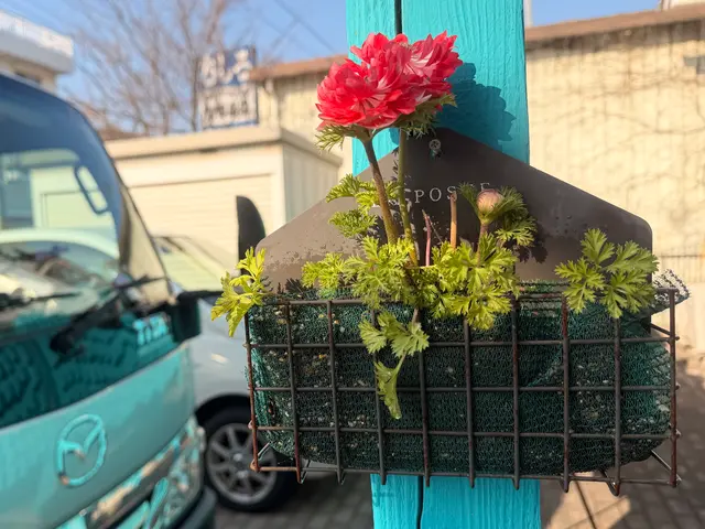 鉢植えも空気が入るような仕方でします。植物が益々元気になりますよ！サービスの画像