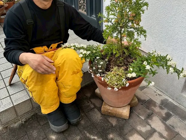 鉢植えも空気が入るような仕方でします。植物が益々元気になりますよ！サービスの画像