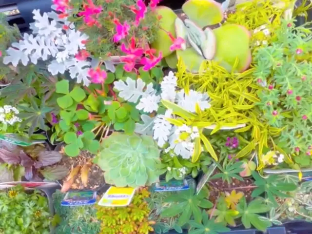 鉢植えも空気が入るような仕方でします。植物が益々元気になりますよ！サービスの画像