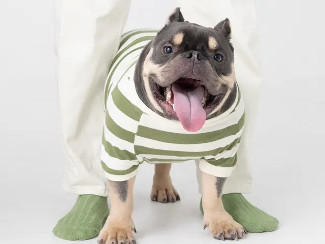 女性カメラマン/ペット/犬/愛犬