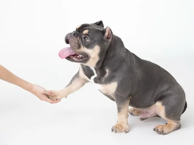 女性カメラマン/ペット/犬/愛犬