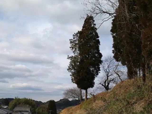 ☆伸びすぎた木、電線に絡んだ木などでもOK！　大木のご相談も無料！サービスの画像