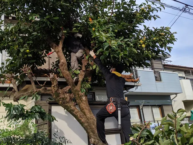 地域密着！町田市近隣のみ【木の伐採】損害保険加入済◎柔軟に対応します。サービスの画像