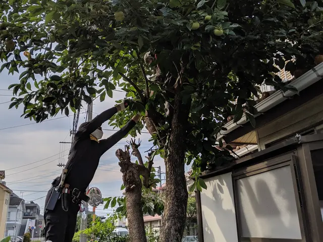 地域密着！町田市近隣のみ【木の伐採】損害保険加入済◎柔軟に対応します。サービスの画像