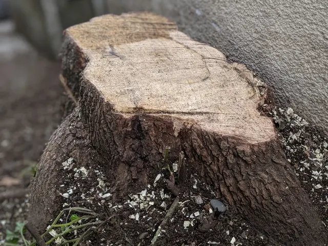 地域密着！町田市近隣のみ【木の伐採】損害保険加入済◎柔軟に対応します。サービスの画像