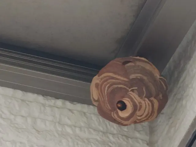 安全第一！経験豊富な蜂の巣駆除サービス！500件以上の成功実績！サービスの画像