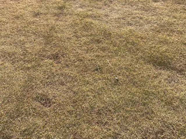 芝刈り、芝の手入れサービスの画像