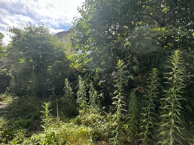 近隣への心配りを徹底！自社スタッフによる施工でジャングル状態も見違える仕上がりにサービスの画像