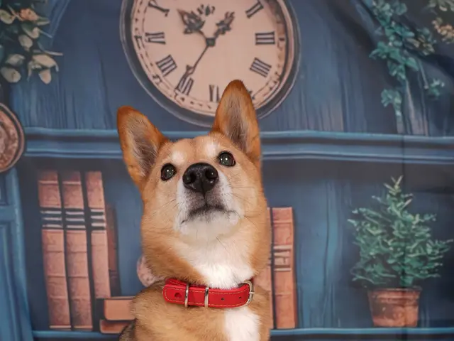 出張スタジオキャンペーン。自宅に簡易スタジオを設置。撮影します。