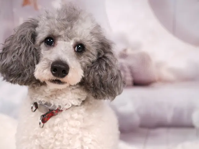 出張スタジオキャンペーン。自宅に簡易スタジオを設置。撮影します。