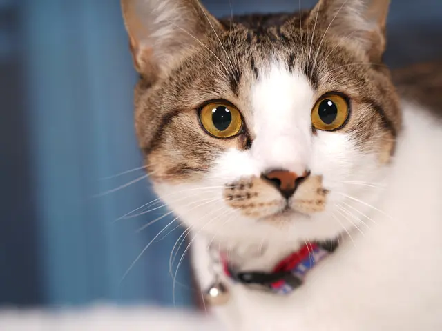 出張スタジオキャンペーン。自宅に簡易スタジオを設置。撮影します。