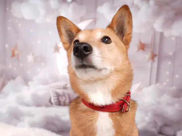 出張スタジオキャンペーン。自宅に簡易スタジオを設置。撮影します。