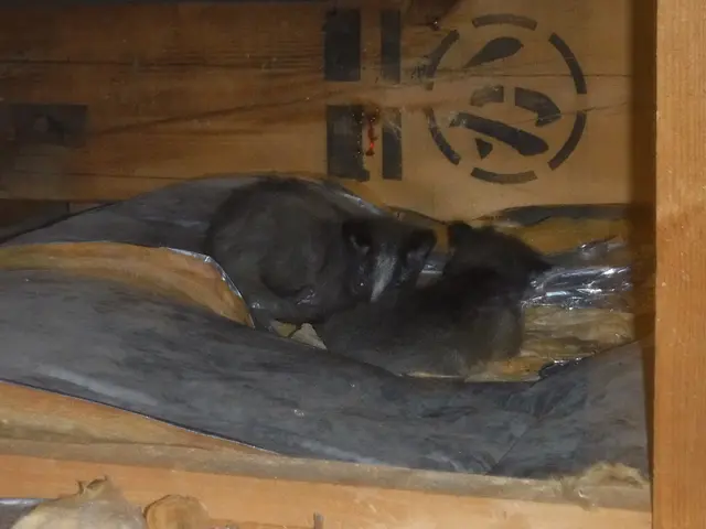 【動物のことなら何でも相談！】静岡県中部地区密着◎2024新規開店お祝い価格！サービスの画像