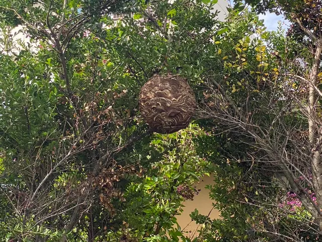 スズメバチ15cm未満は¥17,000！他お値引き有り！夜間対応可能！サービスの画像