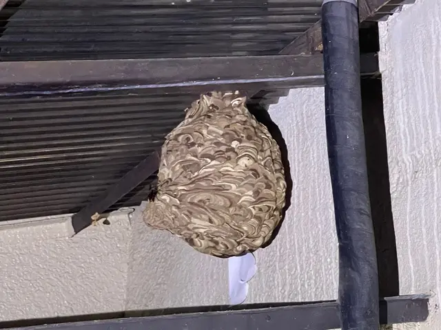 スズメバチ15cm未満は¥17,000！他お値引き有り！夜間対応可能！サービスの画像