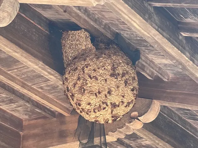 スズメバチ15cm未満は¥17,000！他お値引き有り！夜間対応可能！サービスの画像