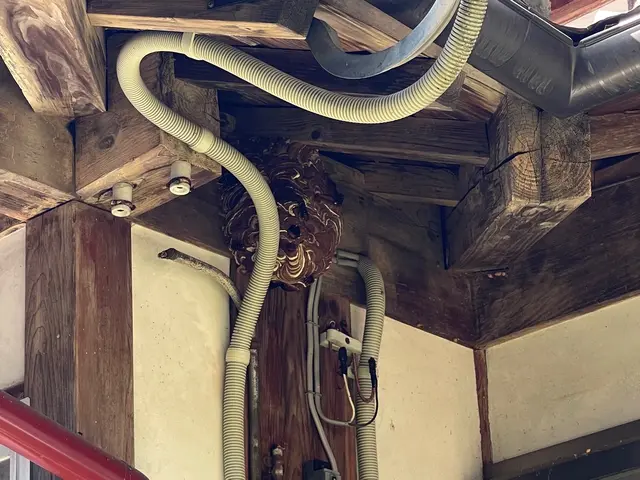 スズメバチ15cm未満は¥17,000！他お値引き有り！夜間対応可能！サービスの画像