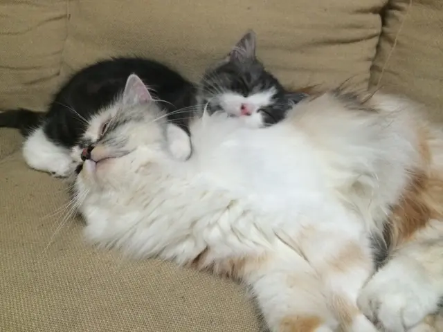 【初回お試し価格 実施中】女性店長が必ず対応◎ペットシッター専門の保険加入で安心サービスの画像