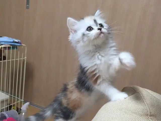 【初回お試し価格 実施中】女性店長が必ず対応◎ペットシッター専門の保険加入で安心サービスの画像