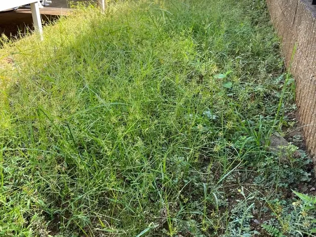 手で草むしりサービスの画像