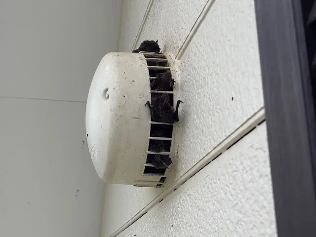 コウモリの侵入を徹底対策！再発防止まで対応します。無料見積もり可能です！！！サービスの画像