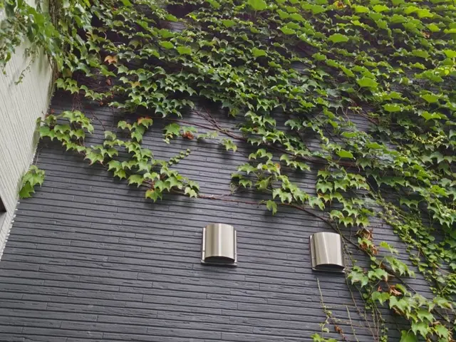 蔦の除去撤去サービスの画像