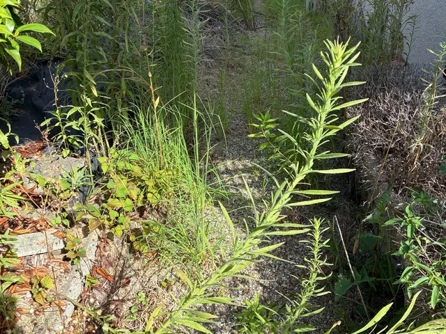 防草シート+砂利敷も対応！  写真見積りでもいけます。　♪空き家のご相談歓迎♪サービスの画像