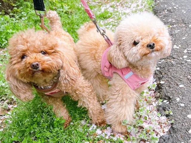 お散歩サービスサービスの画像