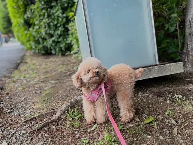 お散歩サービスサービスの画像