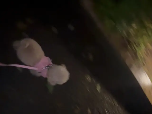 お散歩サービスサービスの画像