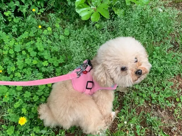 お散歩サービスサービスの画像