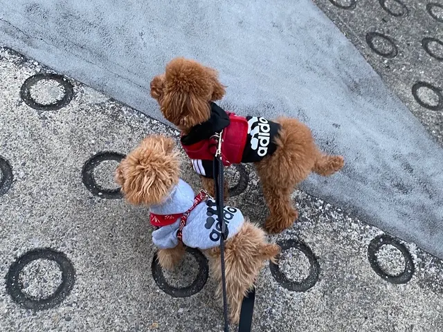 お散歩サービスサービスの画像