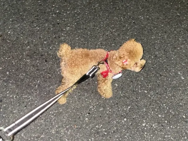 お散歩サービスサービスの画像