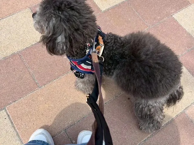 お散歩サービスサービスの画像