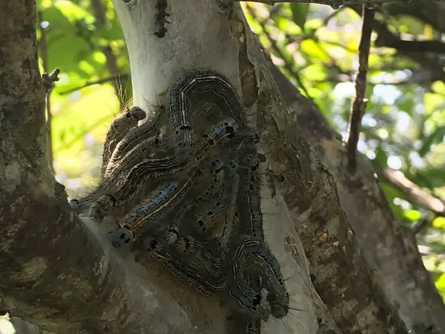 出張費無料、毛虫全般に対応致。私がお伺い致しますので、安心してお任せ下さい。サービスの画像