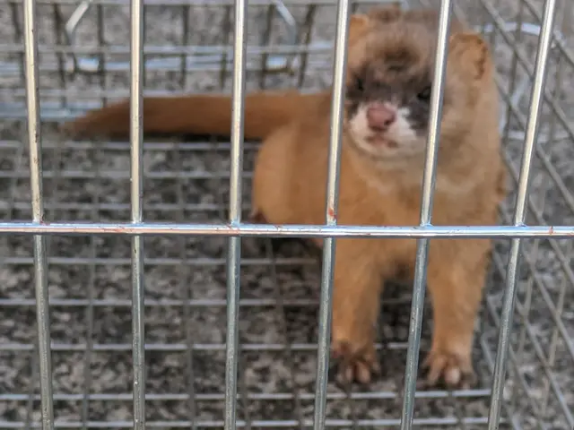 《害獣駆除》当日依頼OK！24時間急行致します!お気軽にお問い合わせ下さい。サービスの画像