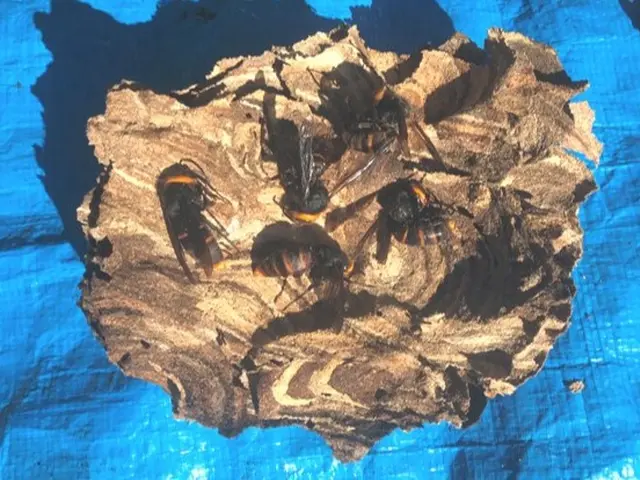 【迅速対応】◆ハチの巣駆除◆ 危険な駆除、お任せください！チャドク蛾の駆除も！！サービスの画像