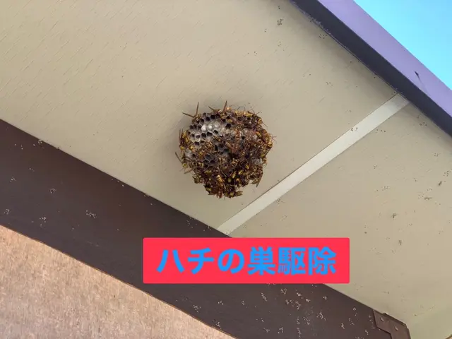 【迅速対応】◆ハチの巣駆除◆ 危険な駆除、お任せください！チャドク蛾の駆除も！！サービスの画像