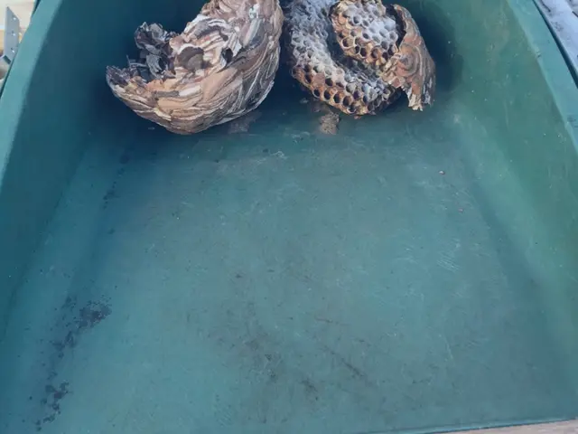 【迅速対応】◆ハチの巣駆除◆ 危険な駆除、お任せください！チャドク蛾の駆除も！！サービスの画像