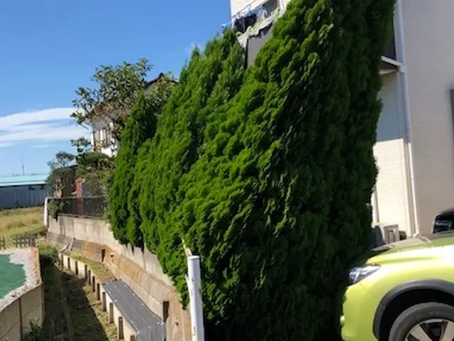 庭木・立ち木・生垣・植栽の剪定、伐採まで（※抜根、回収は別料金になります）サービスの画像