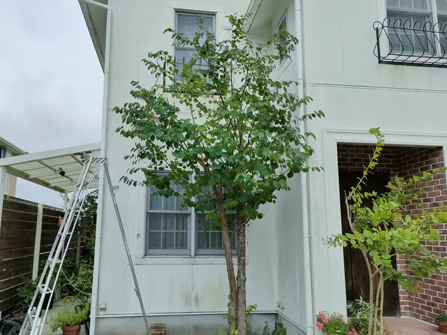 【無料見積もり可♪】庭木の剪定は「お庭屋N-works」にお任せ下さい！サービスの画像