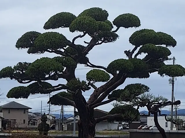 3月新規出店◎樹木を傷めない丁寧剪定｜長く美しい庭へ。松も蘇ります！【総社】サービスの画像