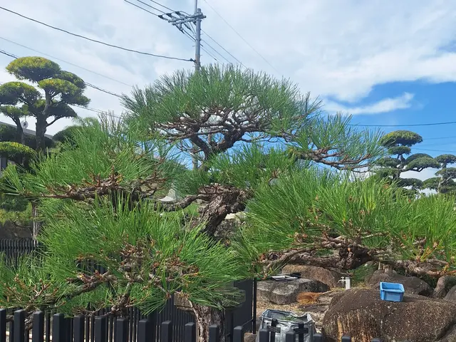 3月新規出店◎樹木を傷めない丁寧剪定｜長く美しい庭へ。松も蘇ります！【総社】サービスの画像