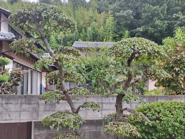 3月新規出店◎樹木を傷めない丁寧剪定｜長く美しい庭へ。松も蘇ります！【総社】サービスの画像