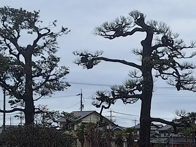 3月新規出店◎樹木を傷めない丁寧剪定｜長く美しい庭へ。松も蘇ります！【総社】サービスの画像