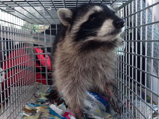 害虫・害獣の駆除お任せください！【24時間営業！】【年中無休】サービスの画像