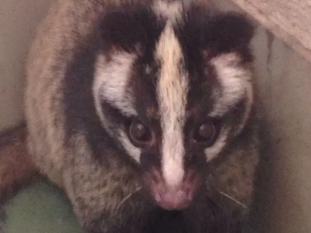 害虫・害獣の駆除お任せください！【24時間営業！】【年中無休】サービスの画像