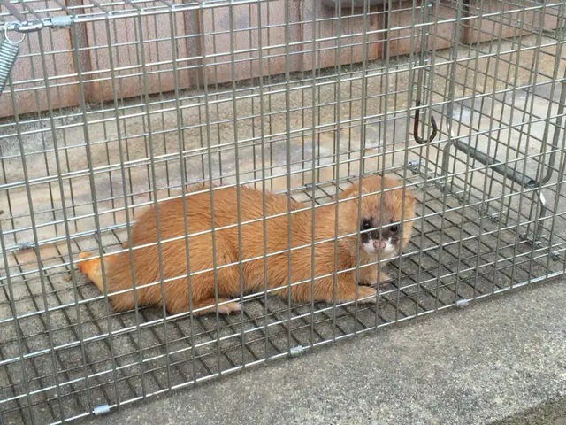 害虫・害獣の駆除お任せください！【24時間営業！】【年中無休】サービスの画像